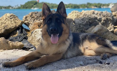 Fur Life K-9 Academy