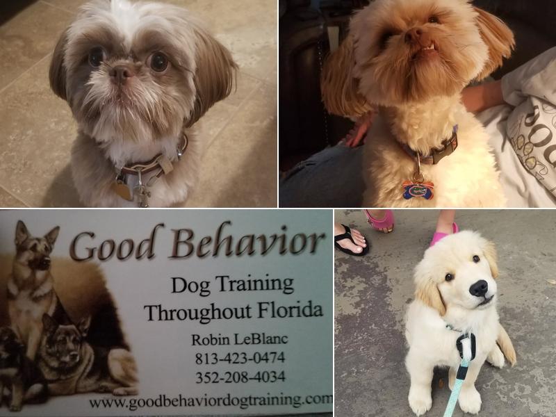 Good Behavior Dog Training