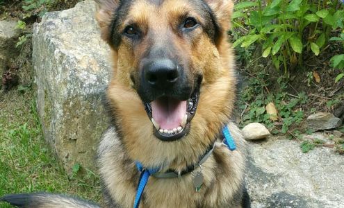 South County Pet Sitting and Walking Services Southfield