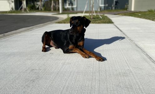 The K9 Training Academy Orlando LLC