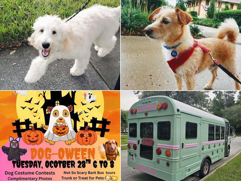 Paw Academy Pet Care