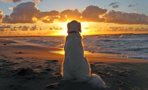 John Walton School For Dogs - Dog Trainer in Sarasota, FL