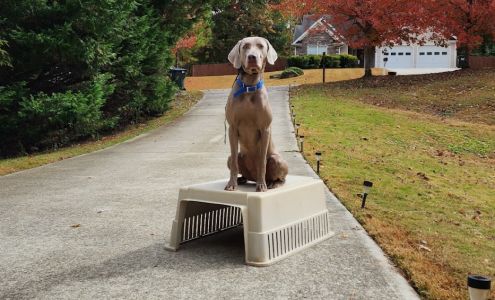 First Gen Dog Training