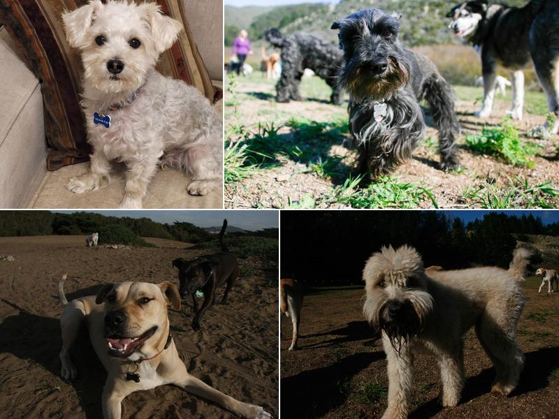 Dog Park Ready - Family Dog Training