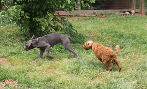 The Doggy Dorm 455 Bagwell Trl, Waleska Georgia 30183