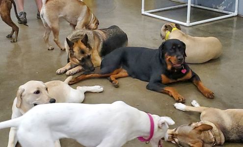 Bark! Bark! Backyard