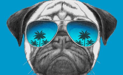 Islander Home & Pet Care Fripp Island