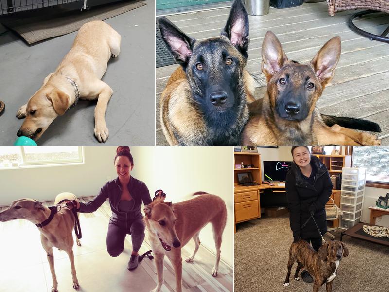 Pawsitive Difference, LLC