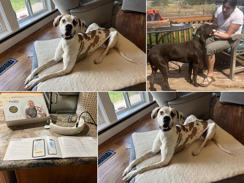 Hunt and Home Dog Training