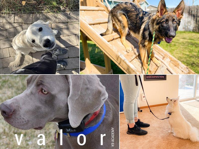 Valor K9 Academy - Spokane
