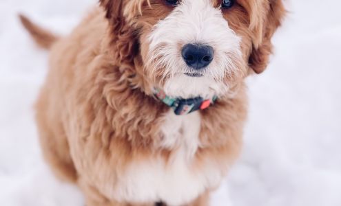 Puppy Steps Training Lewiston