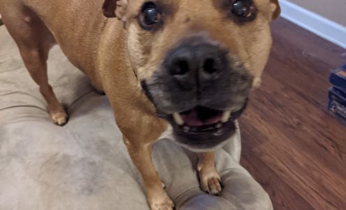 It's a Pittie Rescue Peotone