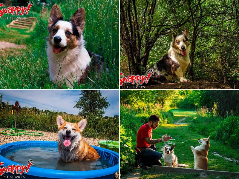 Animal Consulting & Empowerment By Marius. Dog Training.