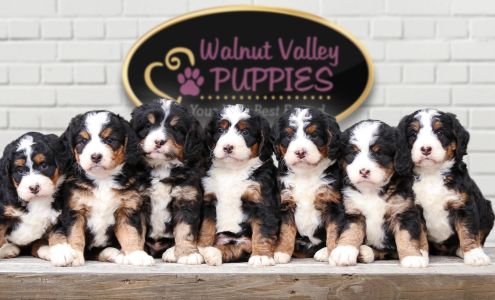 Walnut Valley Puppies Flat Rock