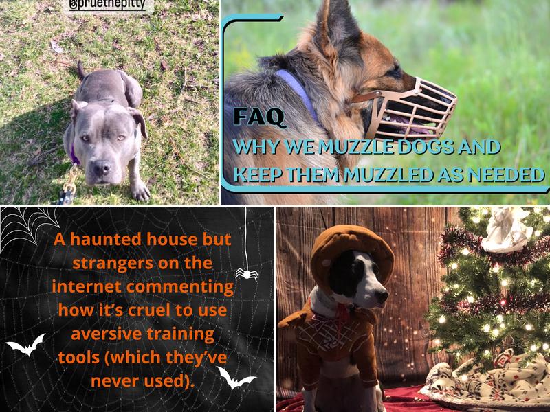 Canine Perspective: Structured Dog Boarding, Daycare, & Training