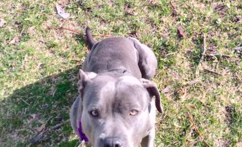 Canine Perspective: Structured Dog Boarding, Daycare, & Training