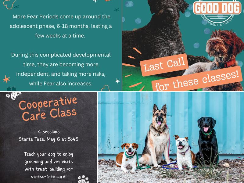 Good Dog Enrichment and Training