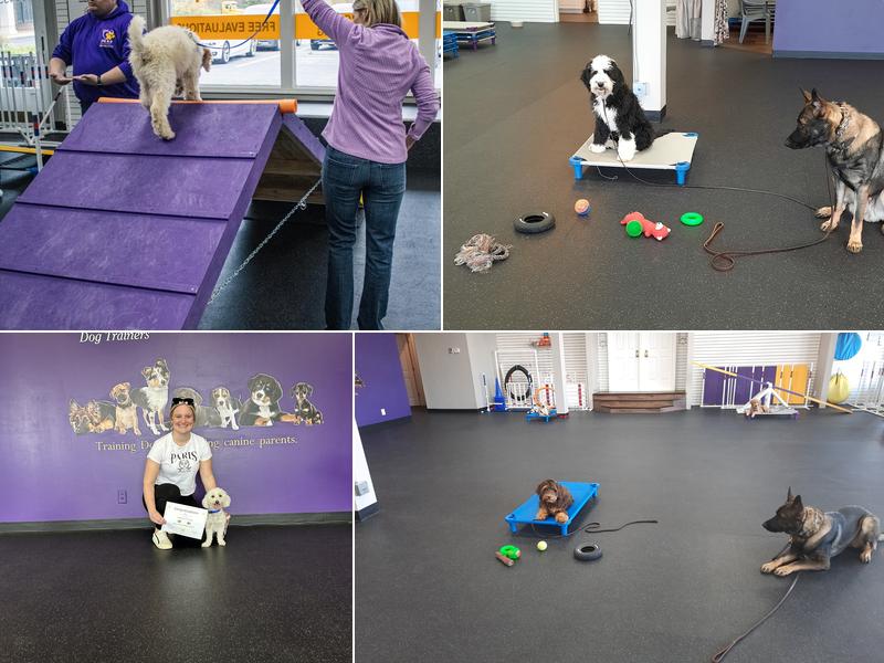 Dave's STL K-9 Dog Trainers