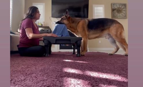 Animal Behavior Training Concepts