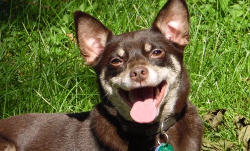 Theuerkauf's Tails Pet Services of St Louis and St Clair County Freeburg