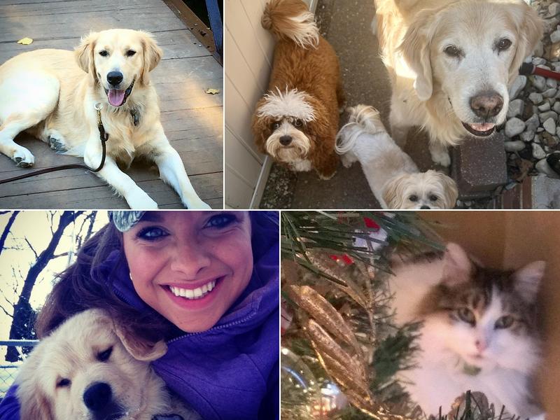 Critter Sitters & Company, Inc.