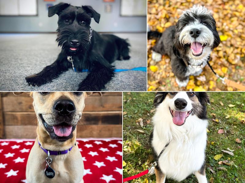 American Success Dog Training Cincinnati OH