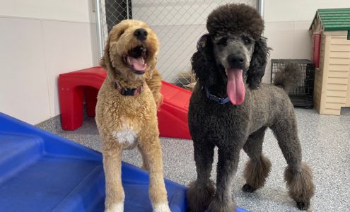 Hyde Bark Dog Walking and Pet Care + Hyde Bark Play Park