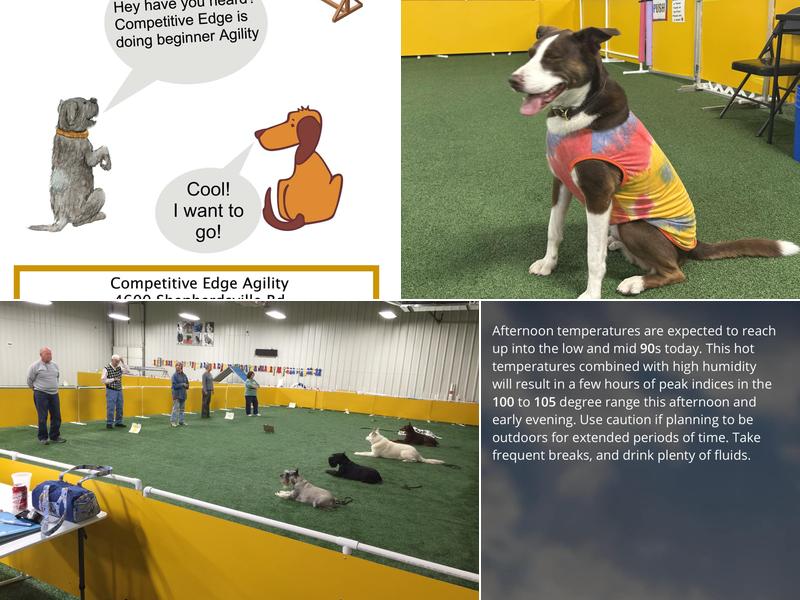Competitive Edge Agility & Dog Sports