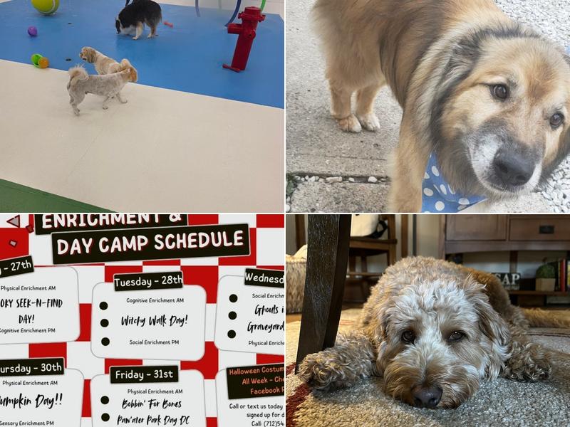 Willow Lodge Pet Resort