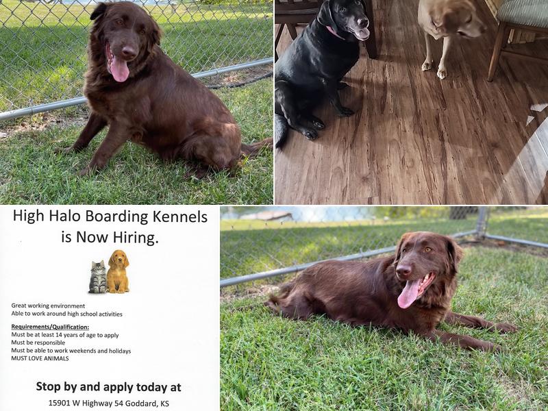 High Halo Boarding Kennels