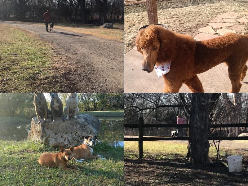 Woofter's Top Dog LLC