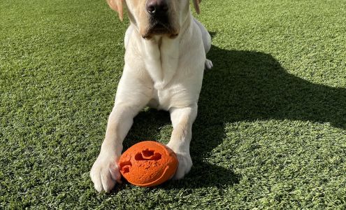 KSDS Assistance Dogs, Inc. Washington