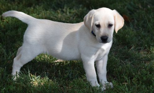Siess Ranch Labs and Mini Labradoodles Seneca