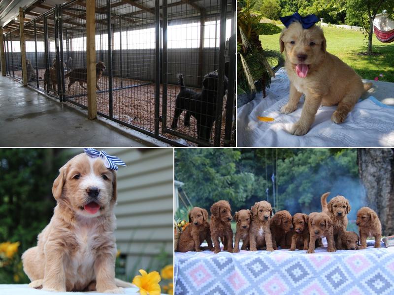 Blessed Hope Kennels