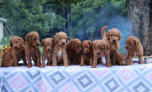 Blessed Hope Kennels 4698 Dunnville Rd, Dunnville Kentucky 42528