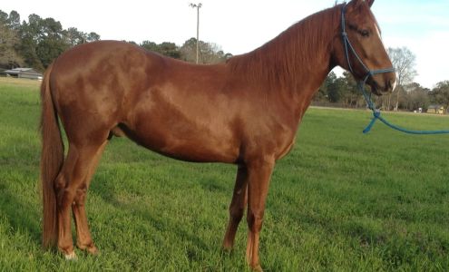 Horse Haven 270 H Burge Rd, Poplarville Mississippi 39470