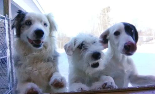 Zekes Downeast Dog Retreat Swanville