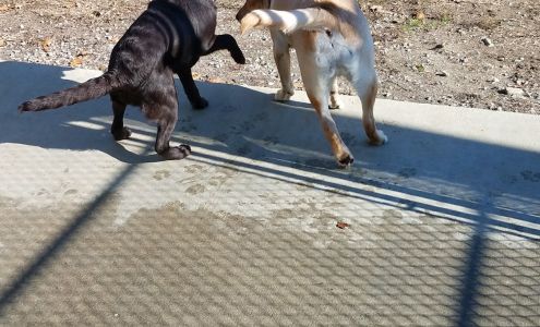 Saddleback Pet Services