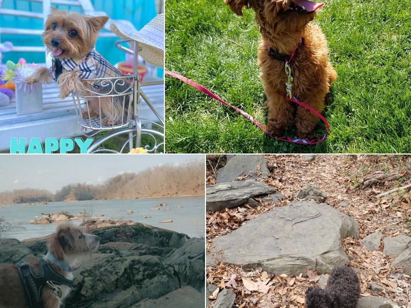 Autumn The Dog Trainer