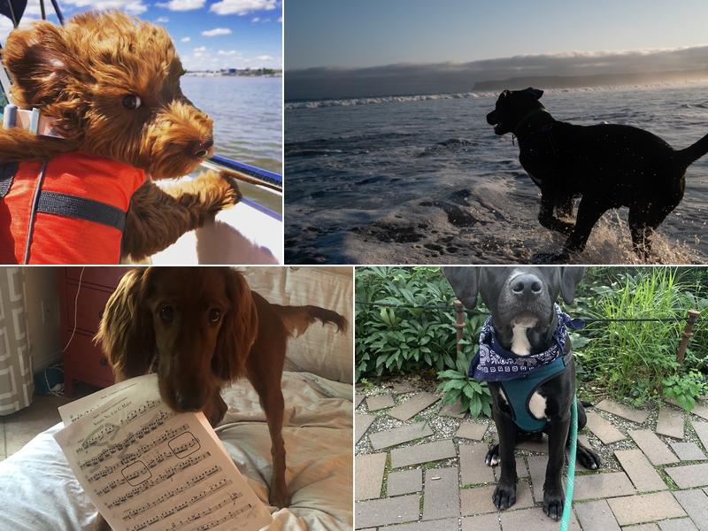 Well Done Charlie Dog Training