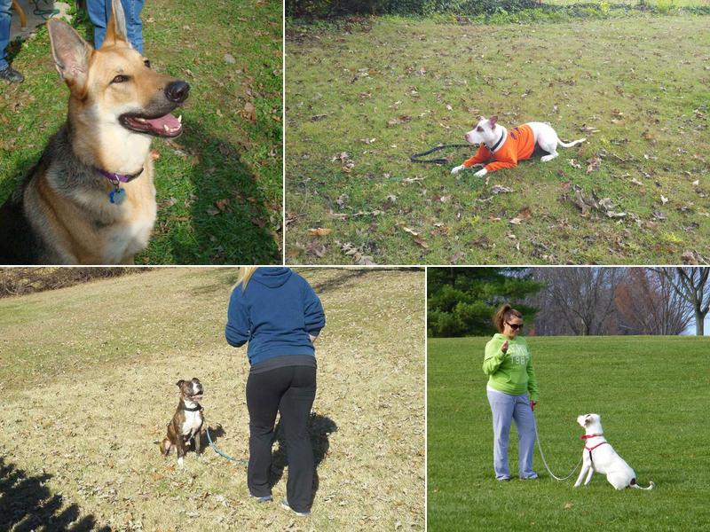 Canine Lifestyle Academy