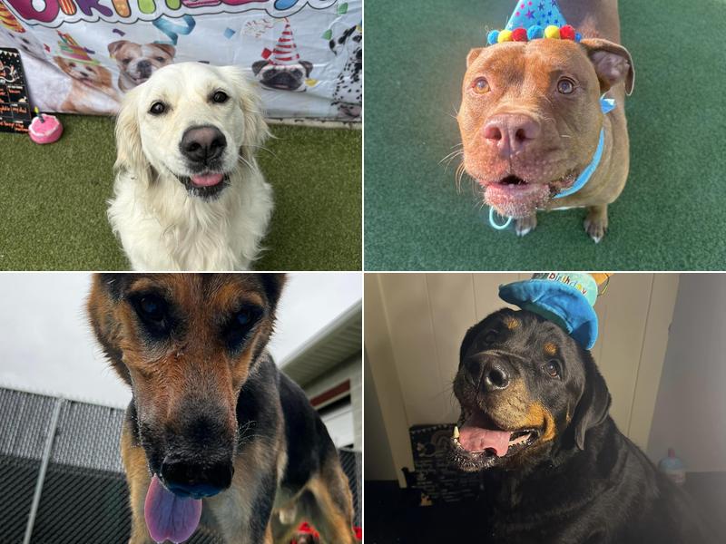 Blue Ribbon Dog Academy