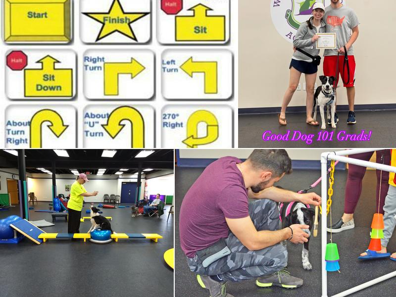 Wholistic Hound Academy