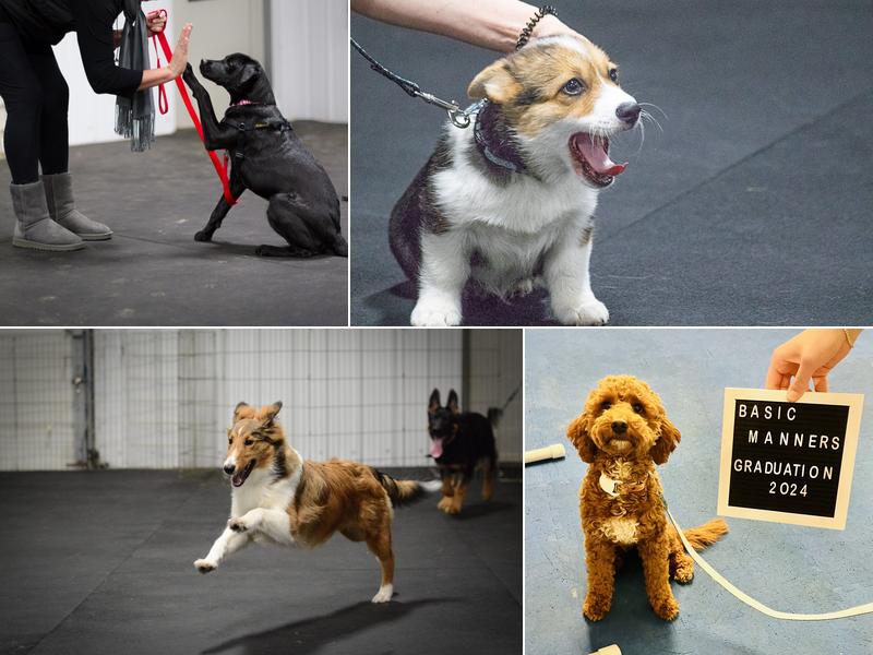 Polite Pooches Positive Dog Training