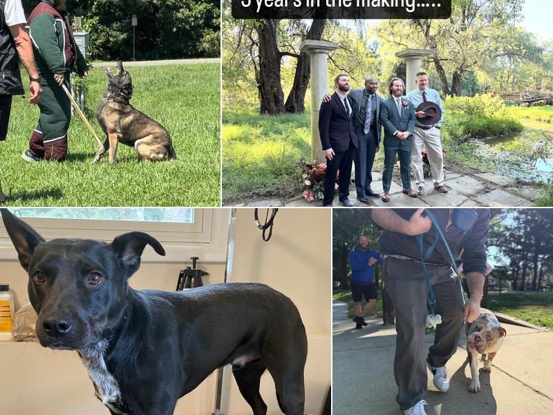 Nova Pack Dog Training LLC