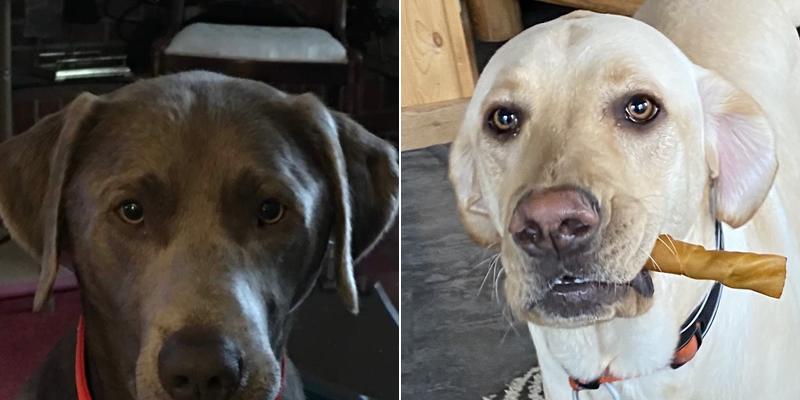 Golden Paw Rules, LLC - Dog Training Service