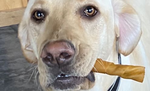 Golden Paw Rules, LLC - Dog Training Service