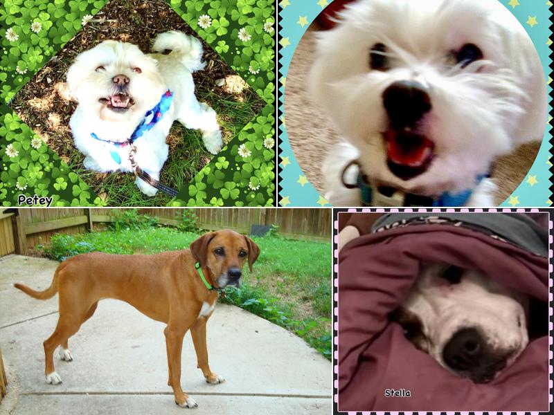 All Breeds Dog Walking