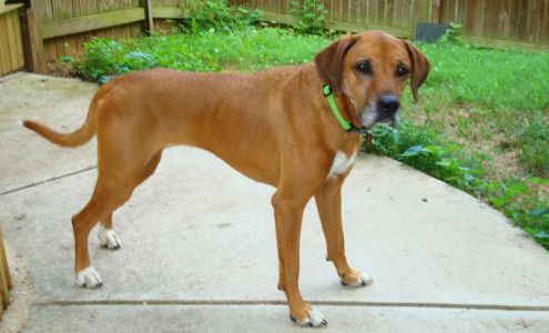 All Breeds Dog Walking