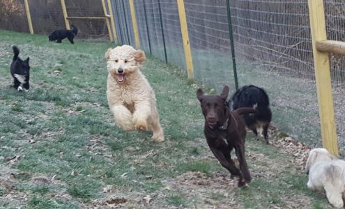 K9 Safari: Pet Sitting, Dog Boarding, Dog Walking and Pet services